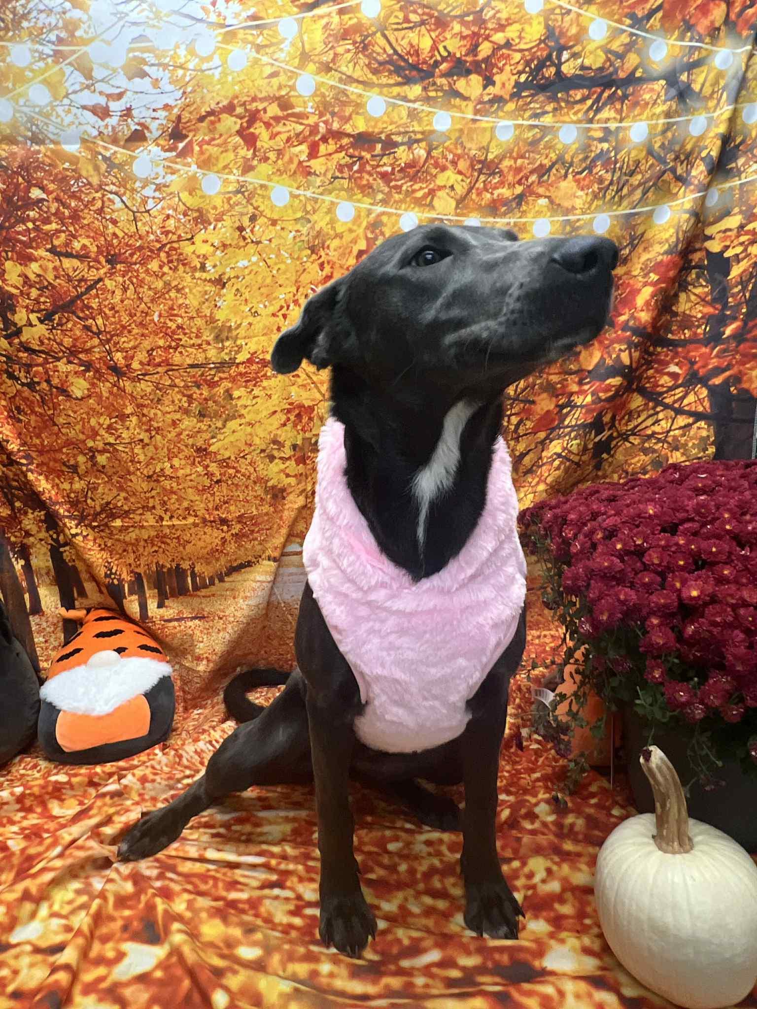 Alfina, Adoptable, Adult Female Pit Bull Terrier.