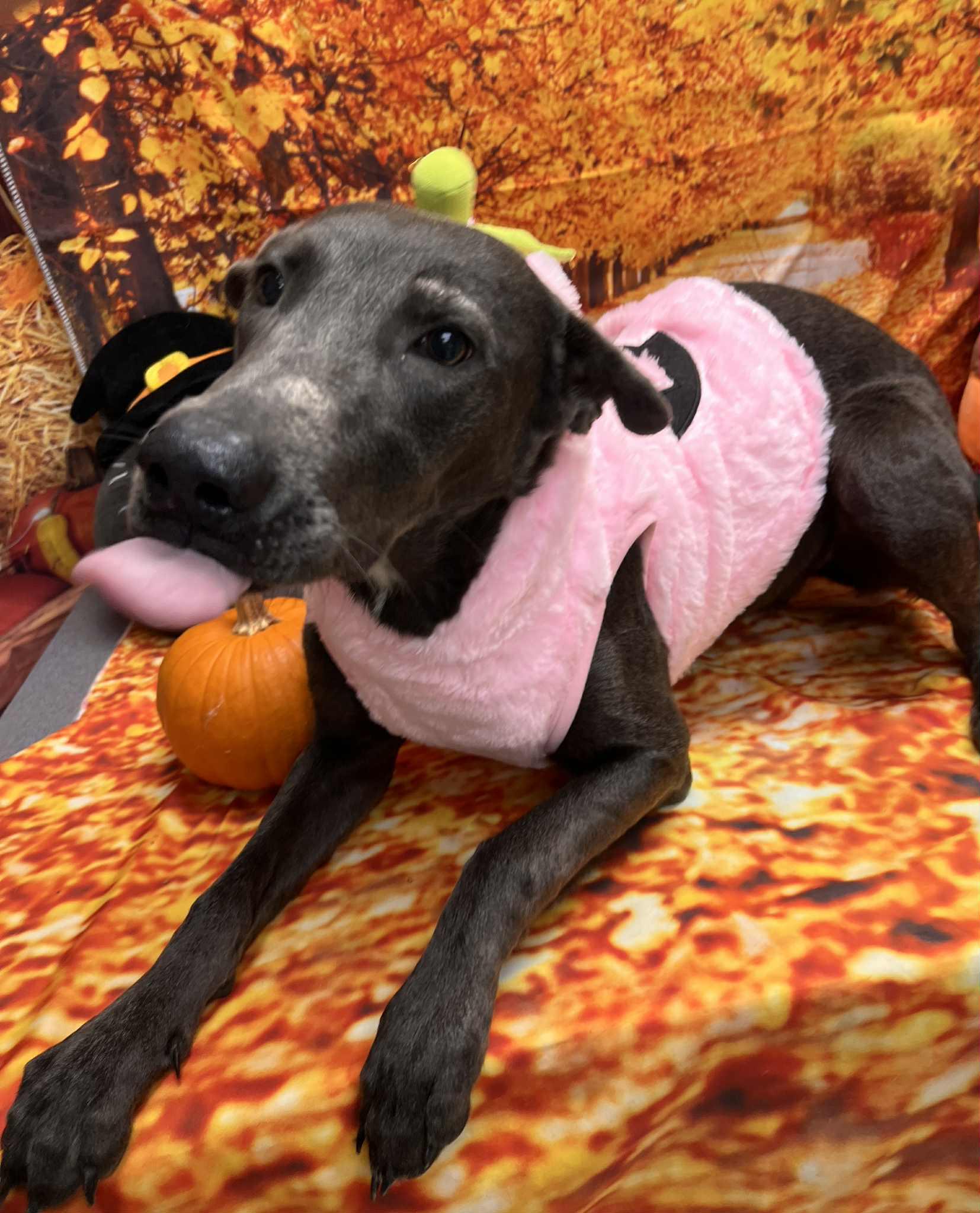 Alfina, Adoptable, Adult Female Pit Bull Terrier.