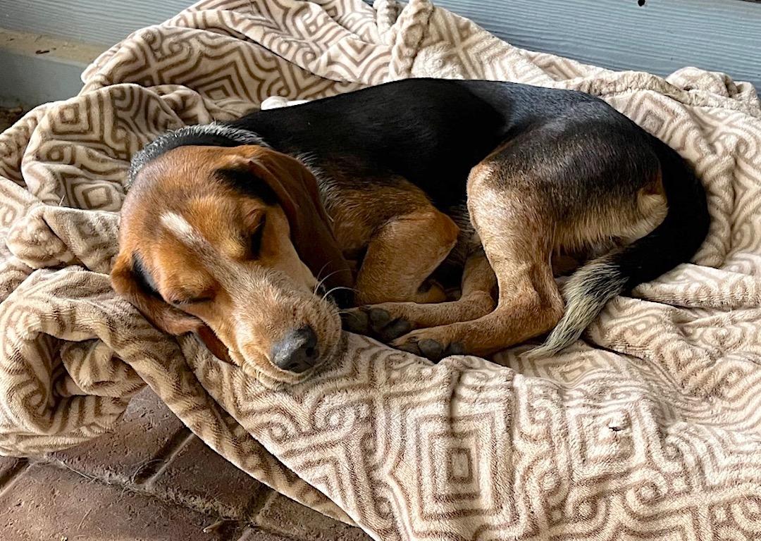 Blake, a Adoptable Beagle in Tomball, TX image 1/6