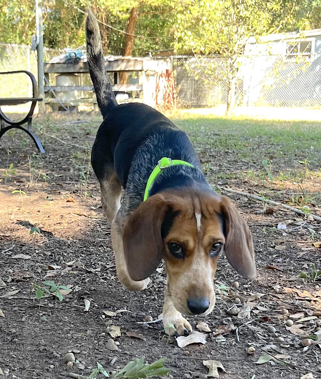 Blake, a Adoptable Beagle in Tomball, TX image 2/6