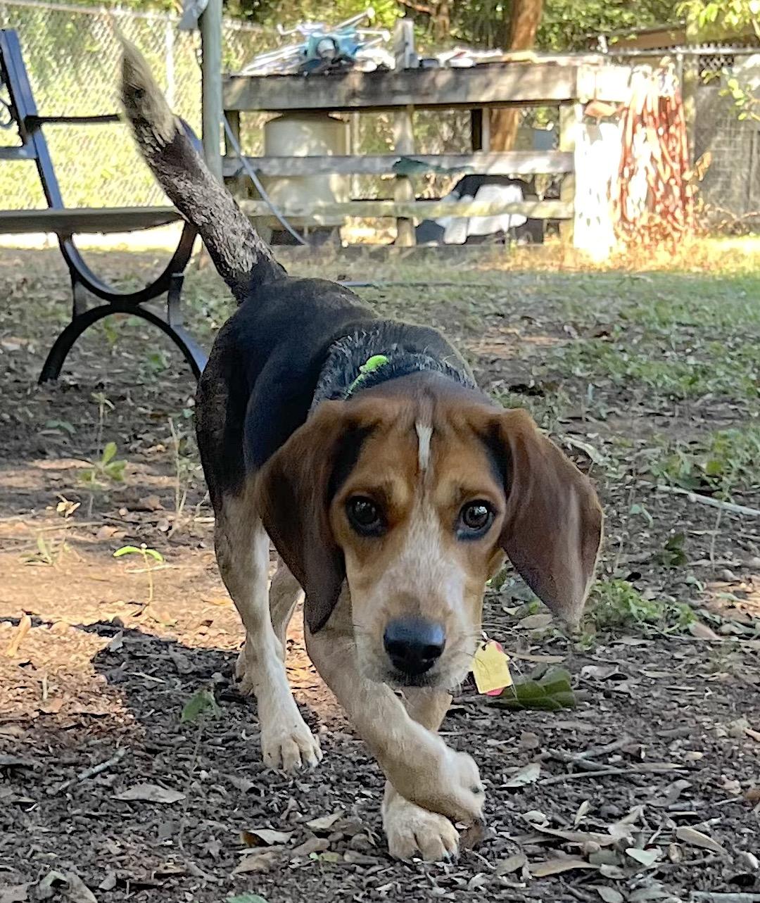 Blake, a Adoptable Beagle in Tomball, TX image 3/6