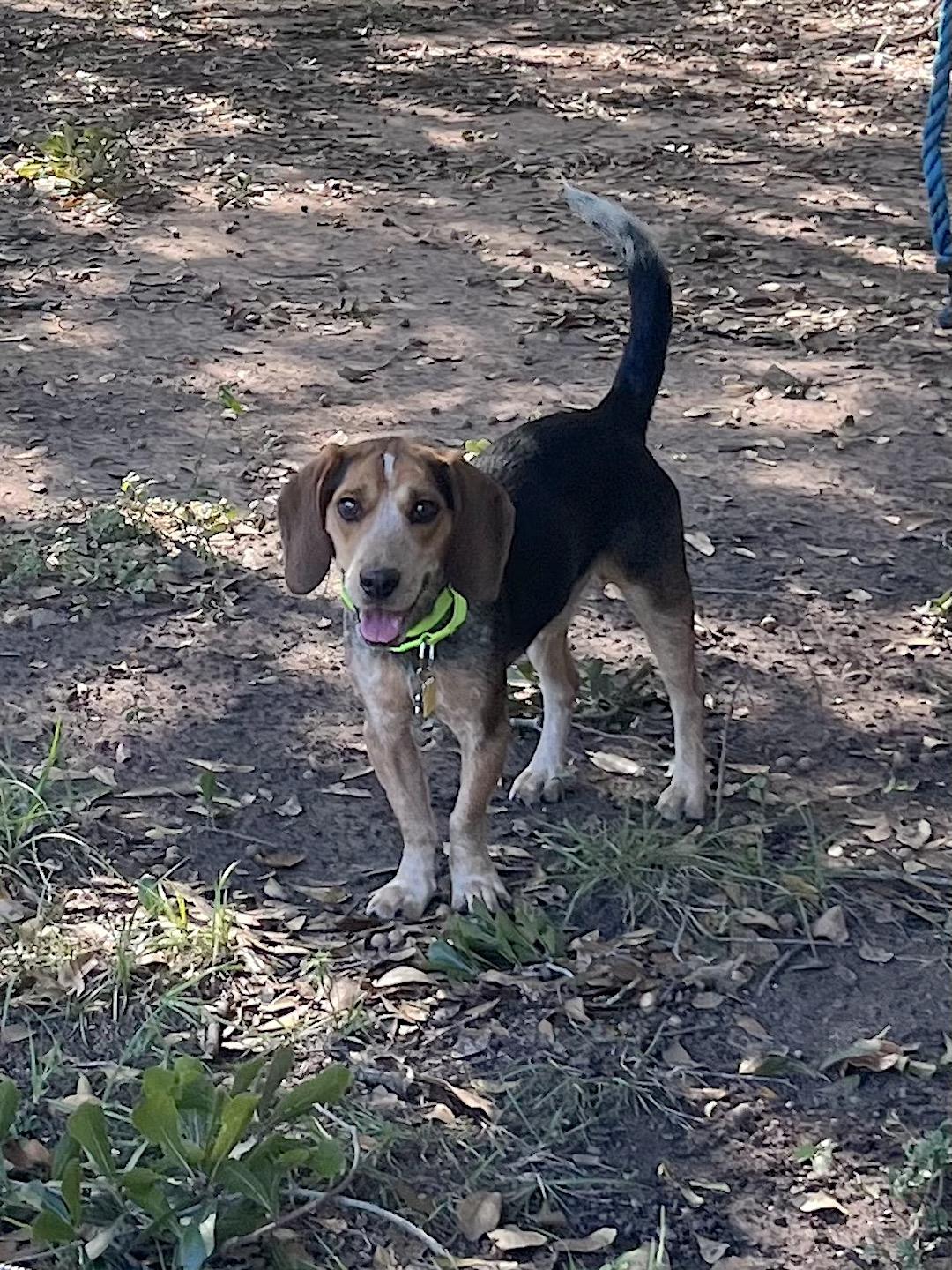 Blake, a Adoptable Beagle in Tomball, TX image 4/6