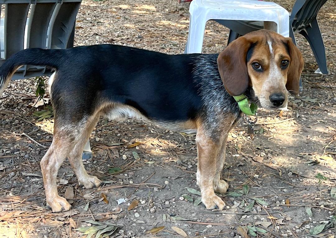 Blake, Adoptable, Adult Male Beagle.