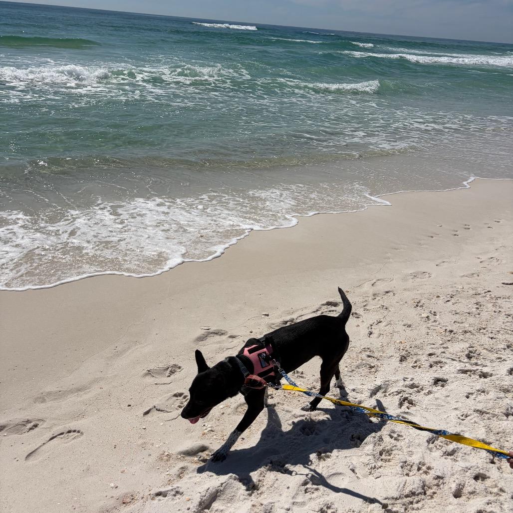 Enlarge Brooklyn, a Adoptable Mixed Breed in Pensacola, FL image 1/6