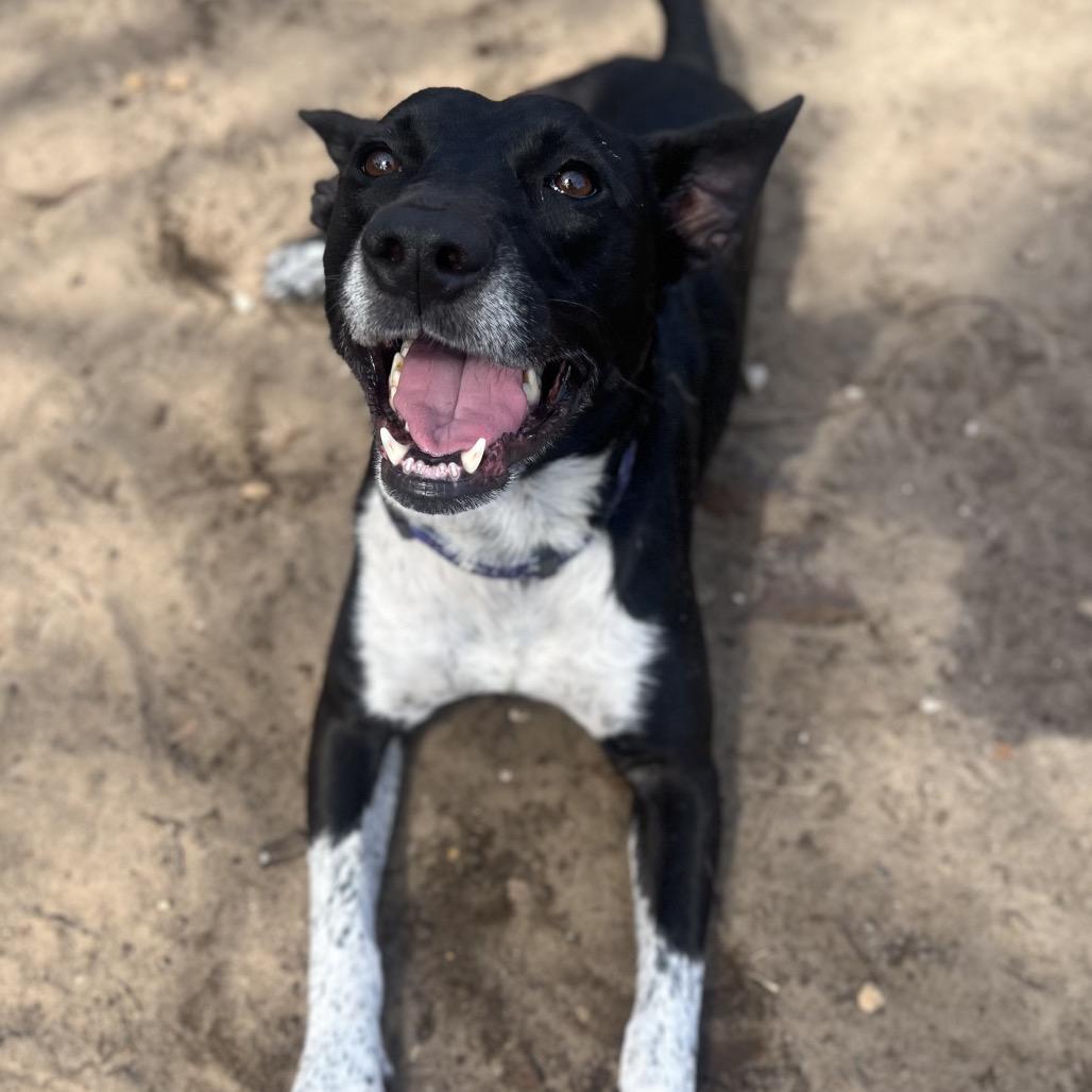 Enlarge Brooklyn, a Adoptable Mixed Breed in Pensacola, FL image 2/6