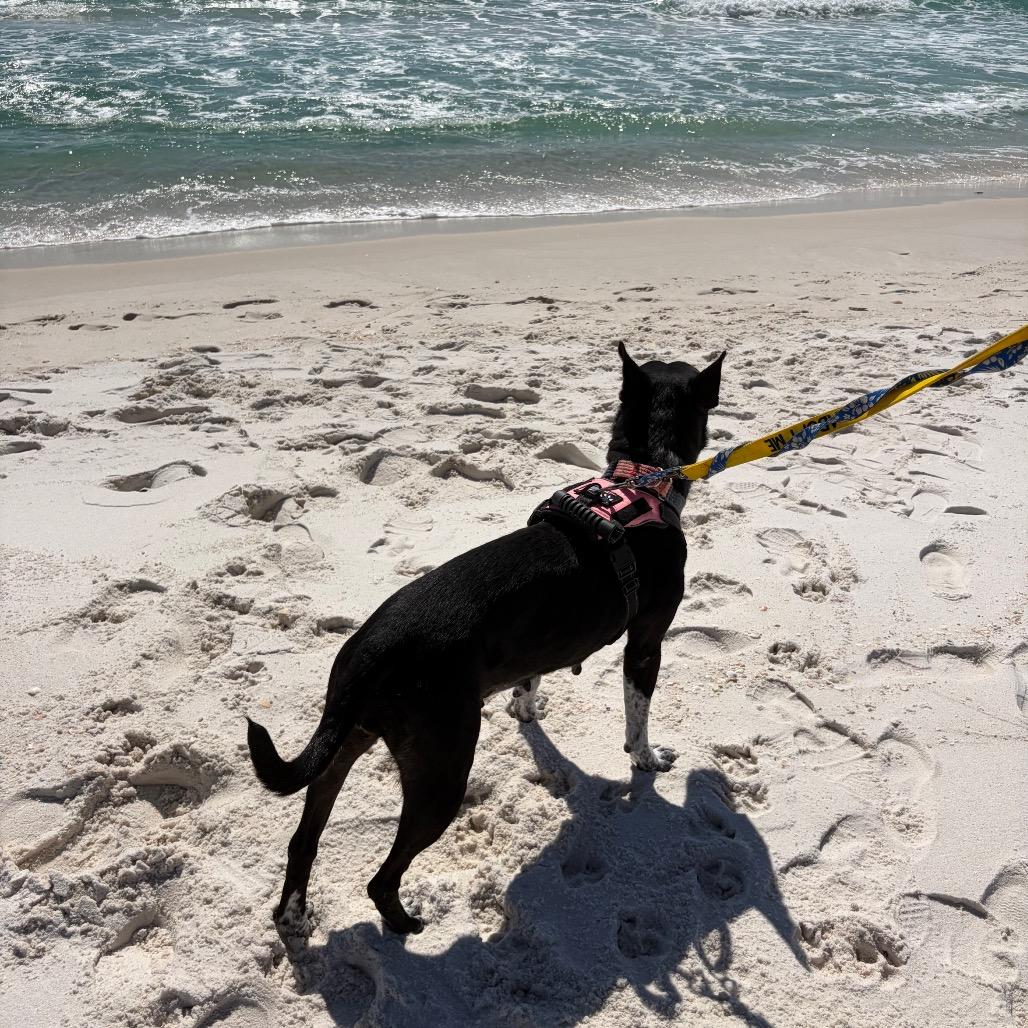 Enlarge Brooklyn, a Adoptable Mixed Breed in Pensacola, FL image 3/6