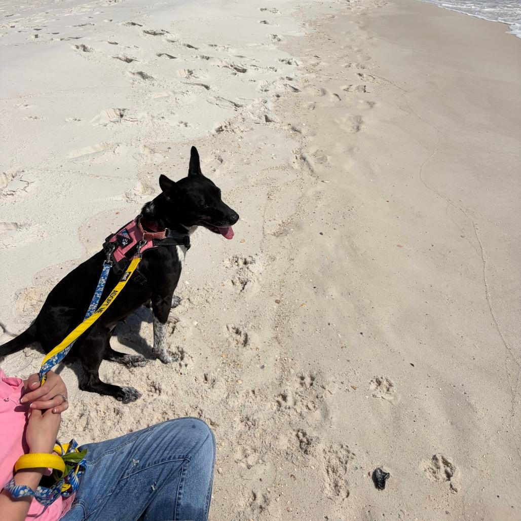 Enlarge Brooklyn, a Adoptable Mixed Breed in Pensacola, FL image 4/6