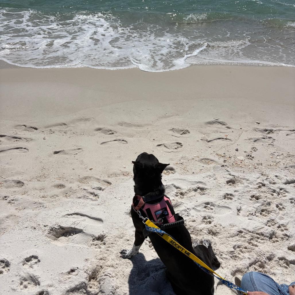 Enlarge Brooklyn, a Adoptable Mixed Breed in Pensacola, FL image 5/6