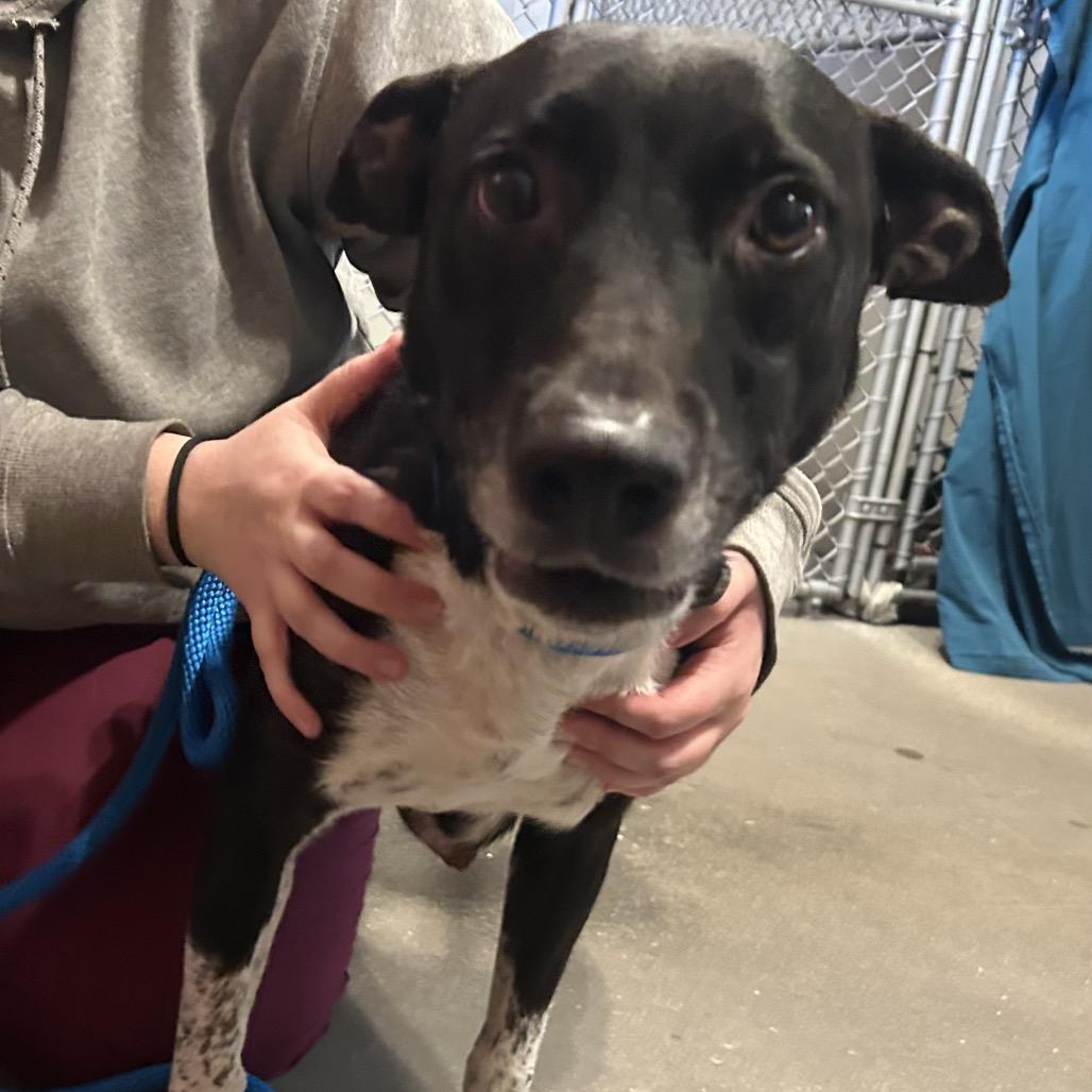 Enlarge Brooklyn, a Adoptable Mixed Breed in Pensacola, FL image 1/1