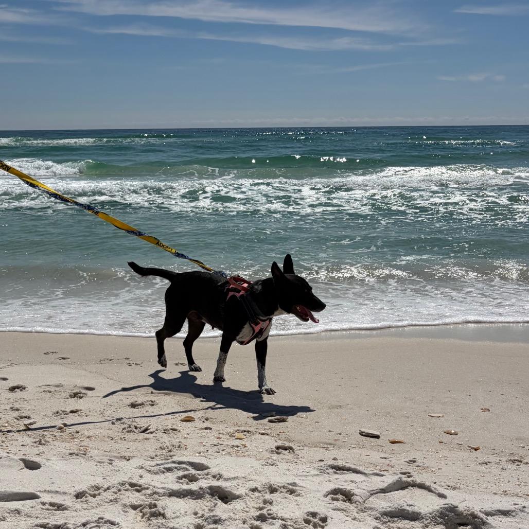Enlarge Brooklyn, a Adoptable Mixed Breed in Pensacola, FL image 6/6
