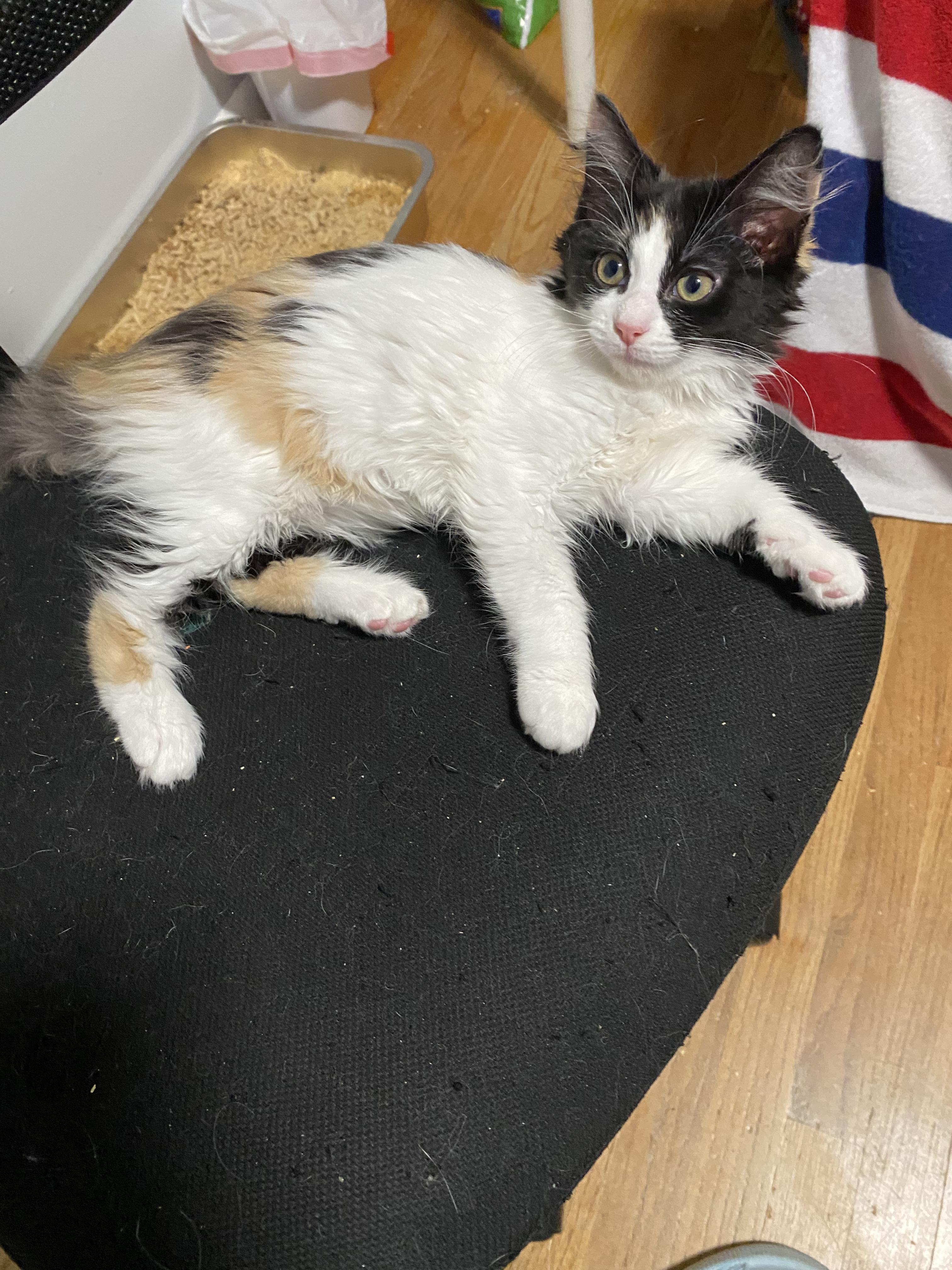 Pita, ADOPTABLE, Kitten Female Domestic Long Hair.