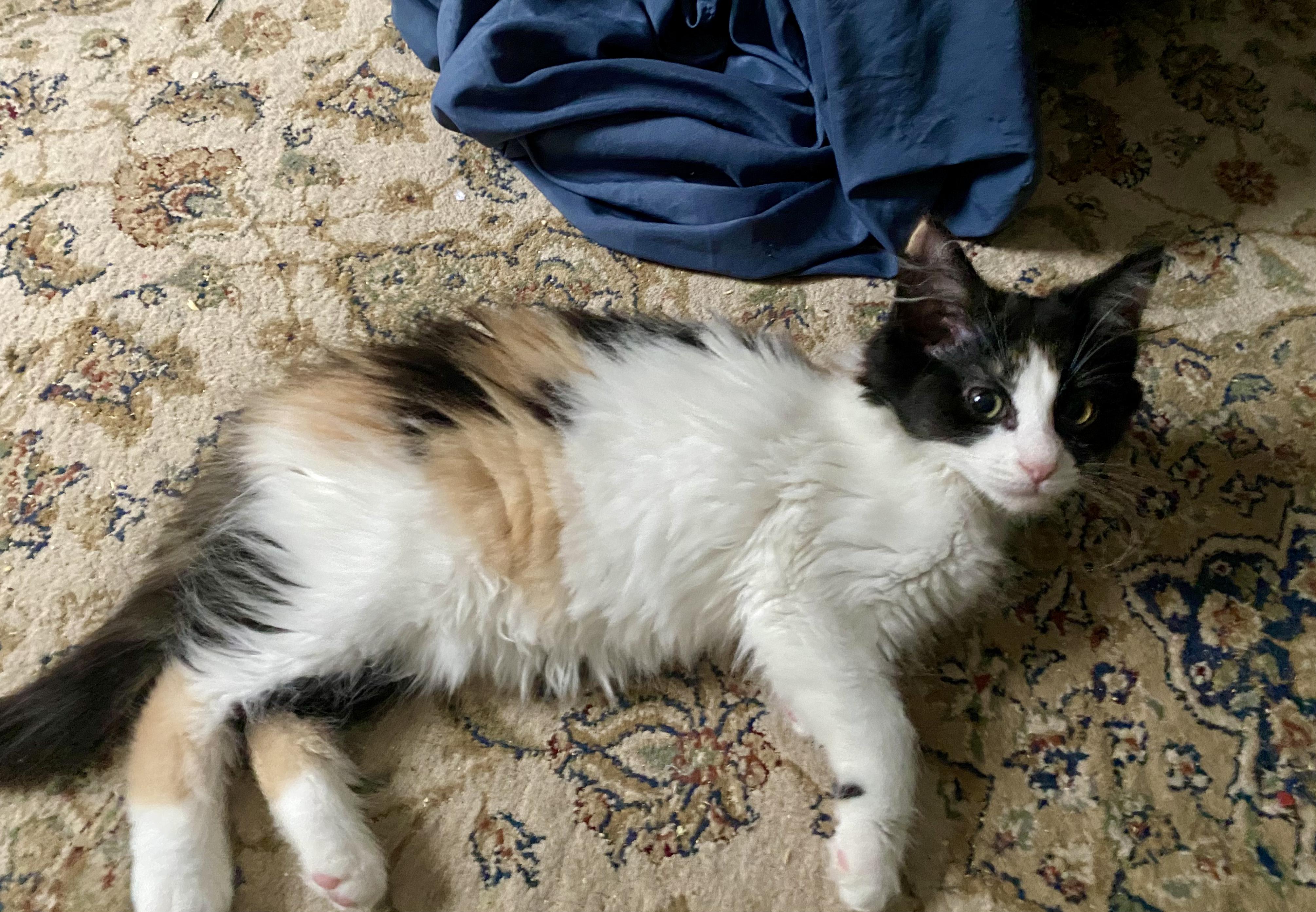 Pita, a ADOPTABLE Domestic Long Hair in New Britain, CT image 2/6