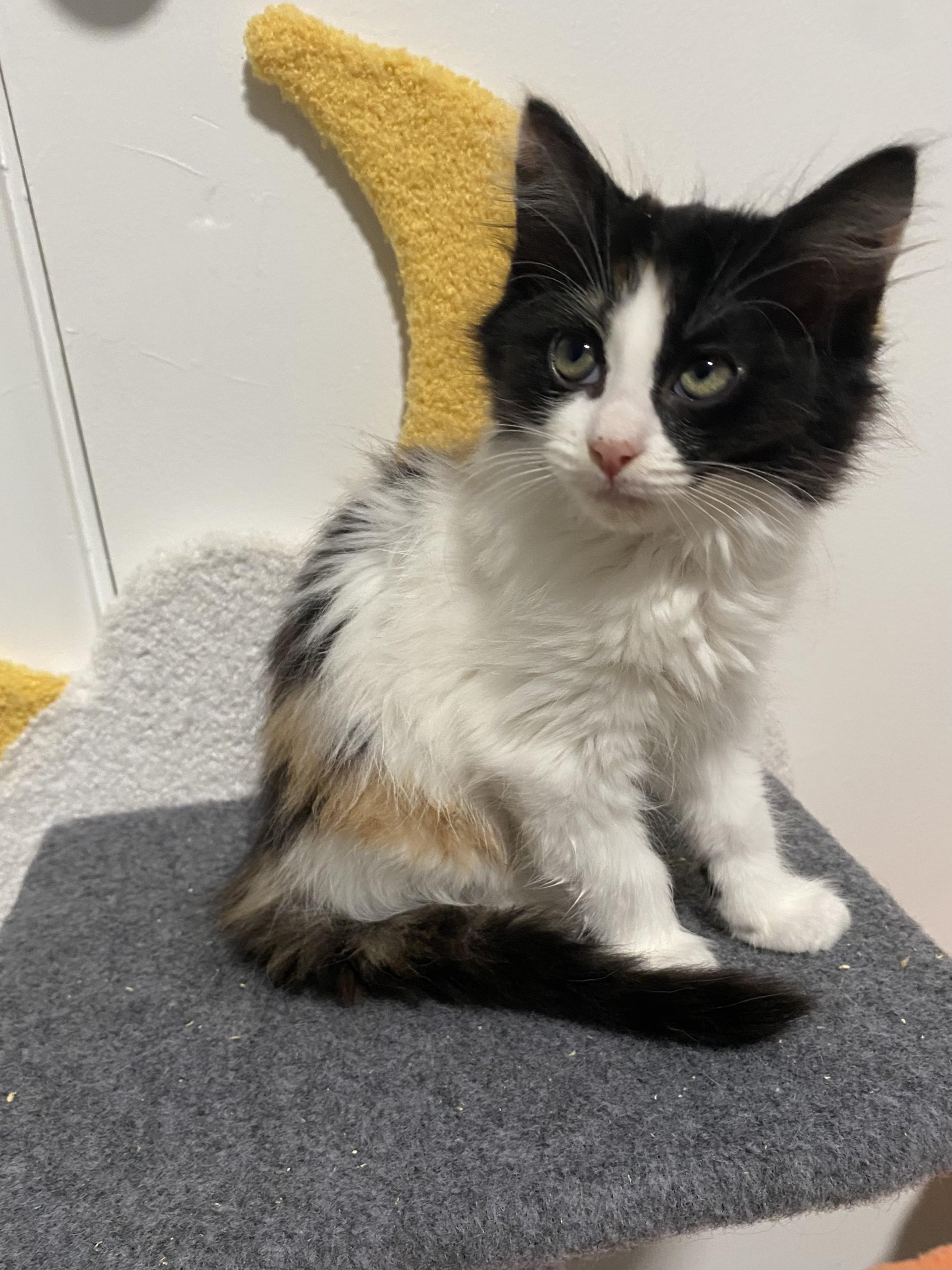 Pita, a ADOPTABLE Domestic Long Hair in New Britain, CT image 3/6