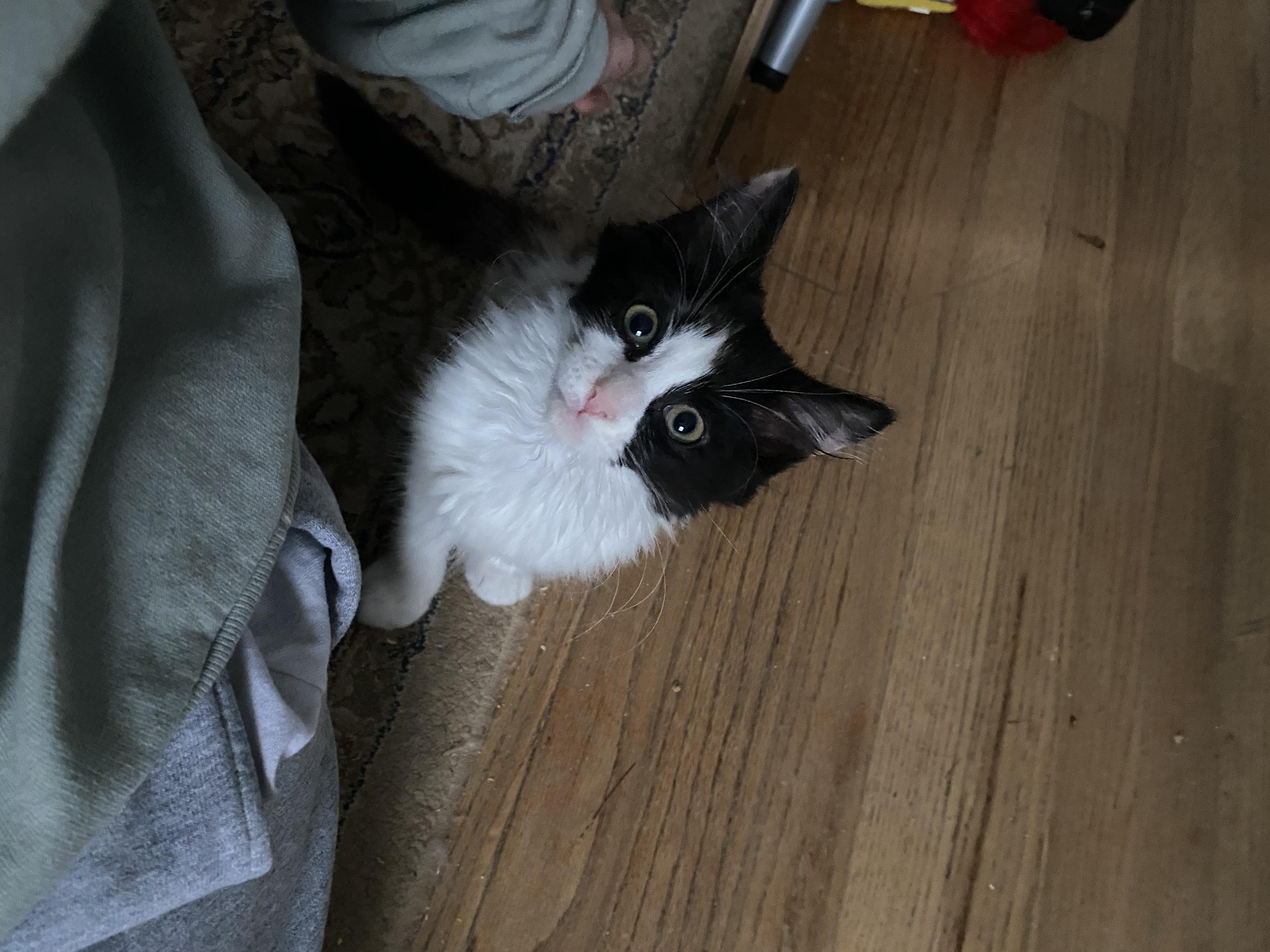 Pita, a ADOPTABLE Domestic Long Hair in New Britain, CT image 4/6