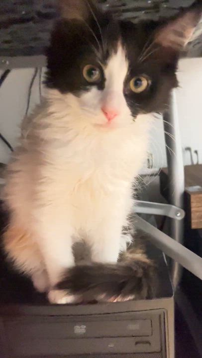 Enlarge Pita, a ADOPTABLE Domestic Long Hair in New Britain, CT video 5/6