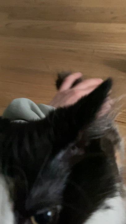 Enlarge Pita, a ADOPTABLE Domestic Long Hair in New Britain, CT video 6/6