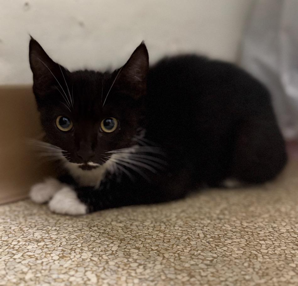 Cat available for adoption - None