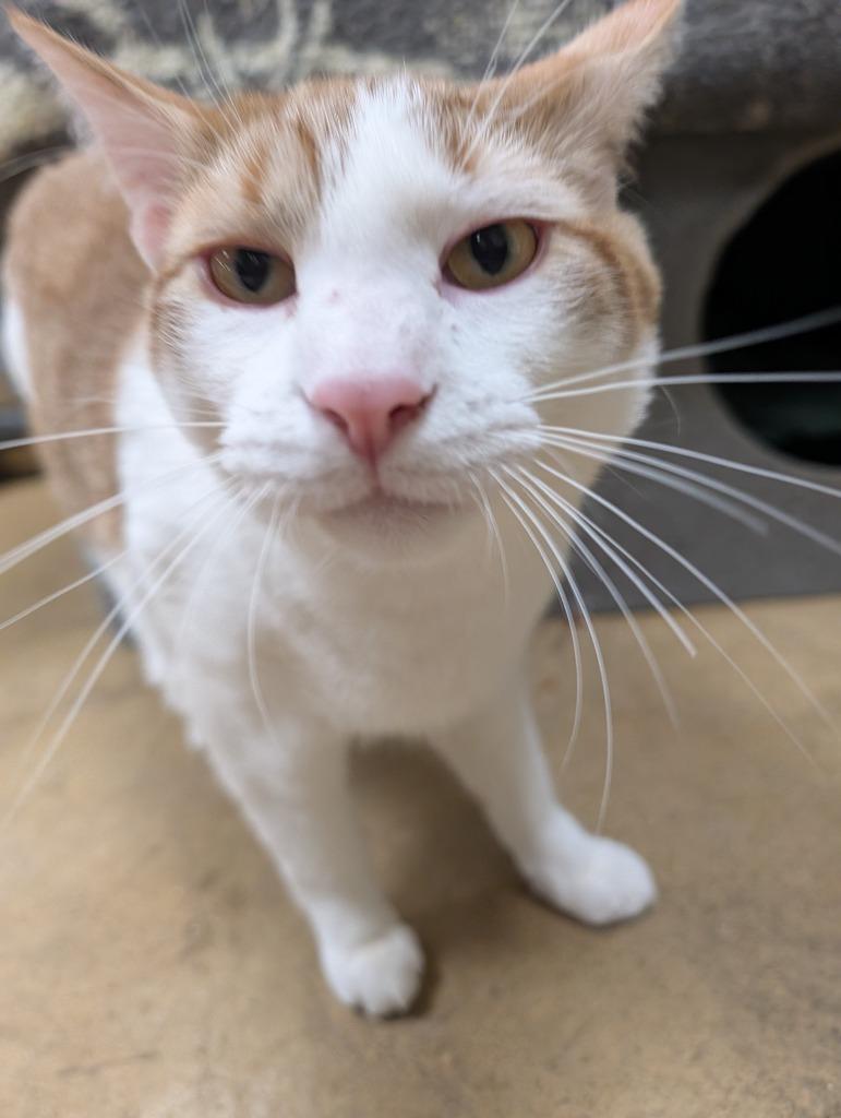 Enlarge Cocoa Peppermittens, a Adoptable mixed breed in Olean, NY image 2/3