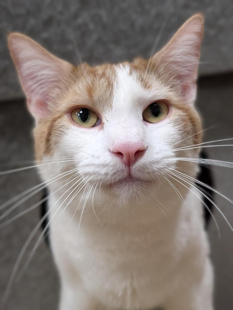 Enlarge Cocoa Peppermittens, a Adoptable mixed breed in Olean, NY image 3/3