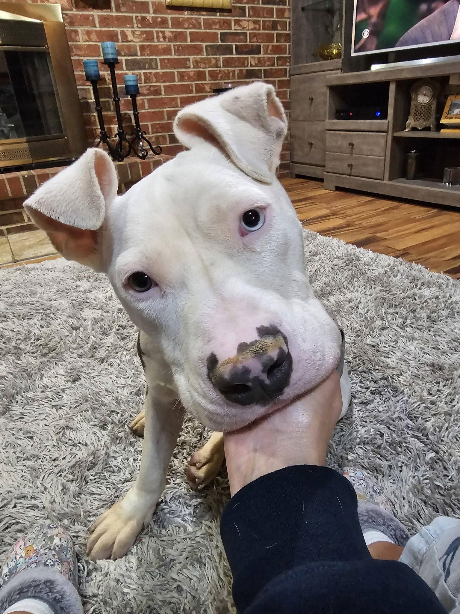 Enlarge Senor Piggie, a Adoptable Pit Bull Terrier in Crete, IL image 1/3