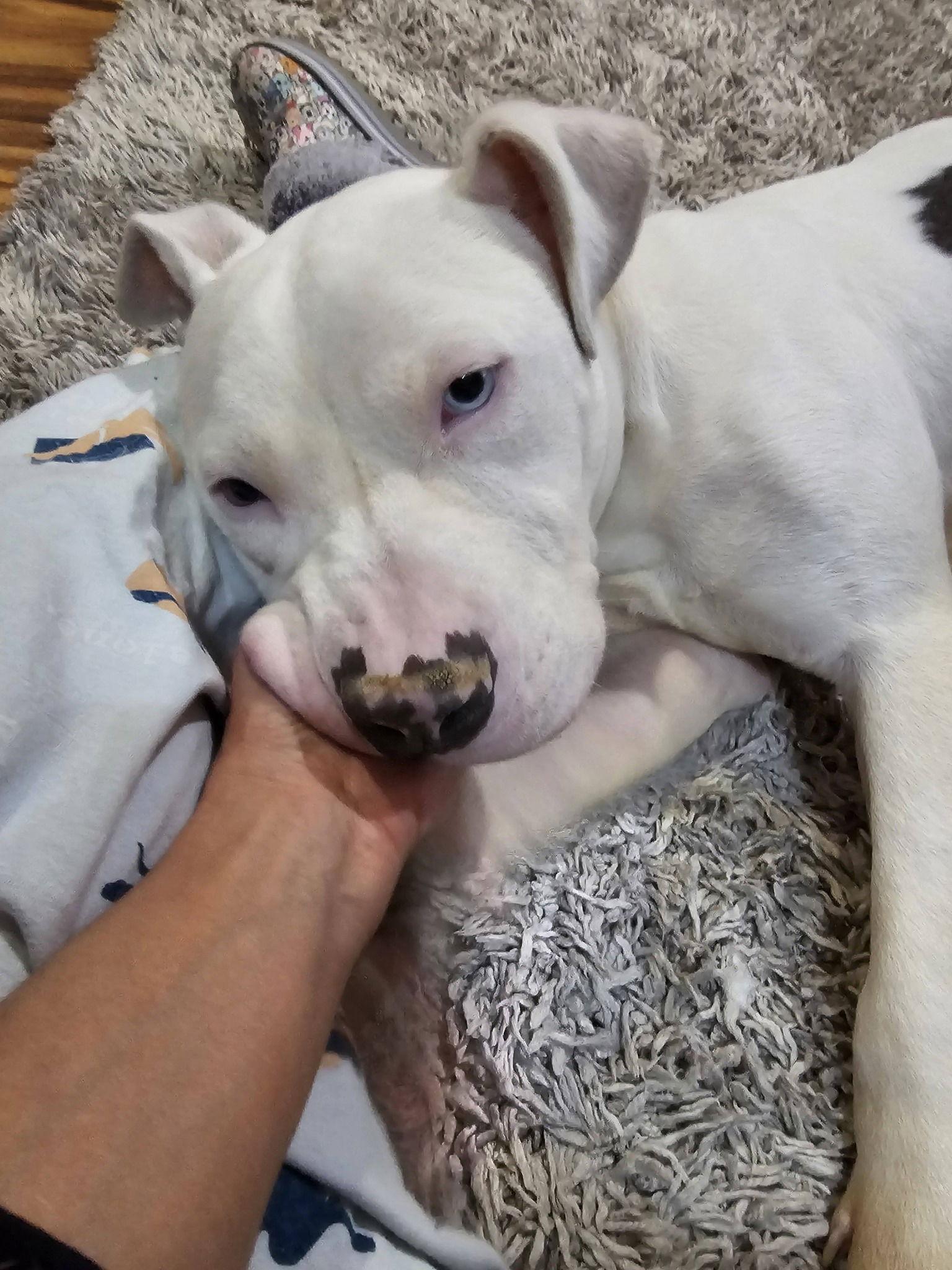 Senor Piggie, Adoptable, Young Male Pit Bull Terrier.