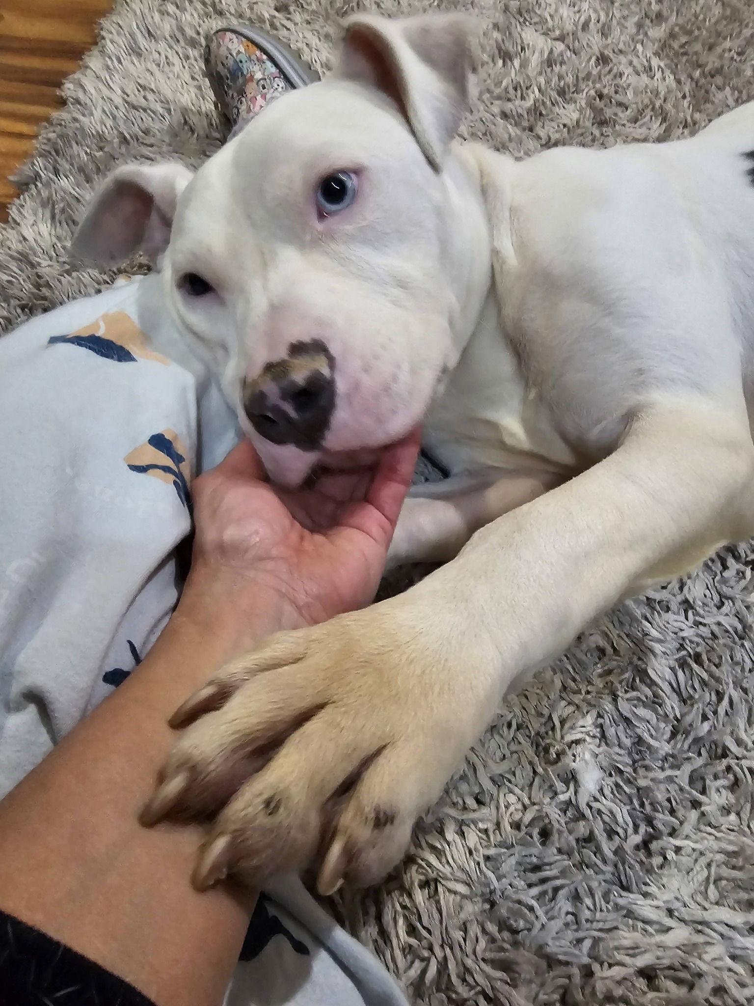 Enlarge Senor Piggie, a Adoptable Pit Bull Terrier in Crete, IL image 3/3