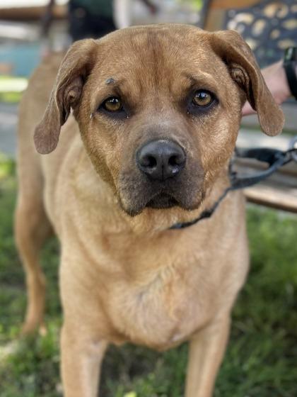 Apollo, Adoptable, Adult Male Black Mouth Cur & Mixed Breed.