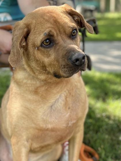 Apollo, Adoptable, Adult Male Black Mouth Cur & Mixed Breed.