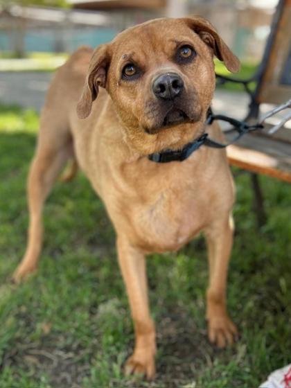 Enlarge Apollo, a Adoptable mixed breed in San Antonio, TX image 2/3
