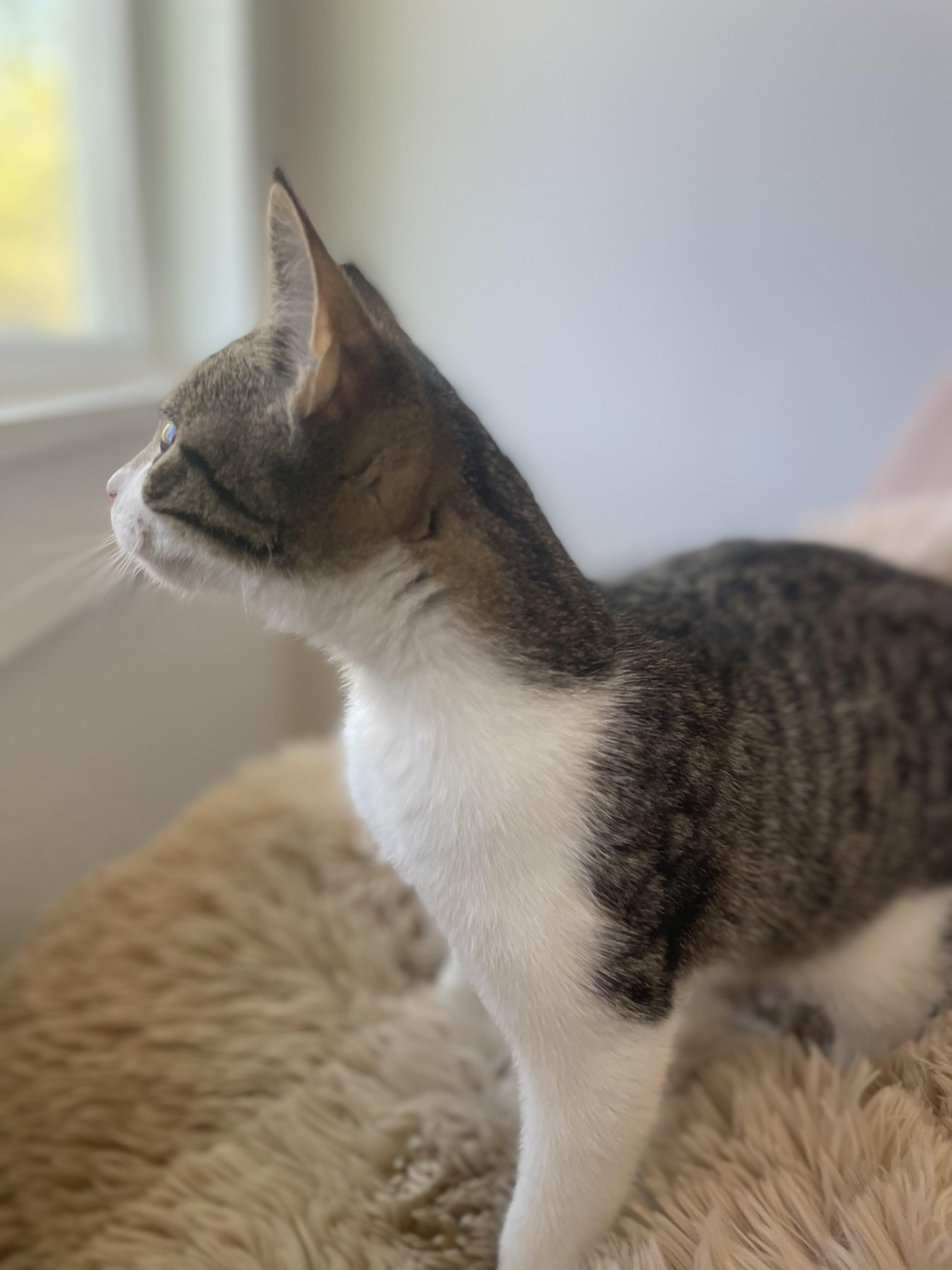 Enlarge Beau , an adopted Domestic Short Hair in Nashville, TN image 4/4