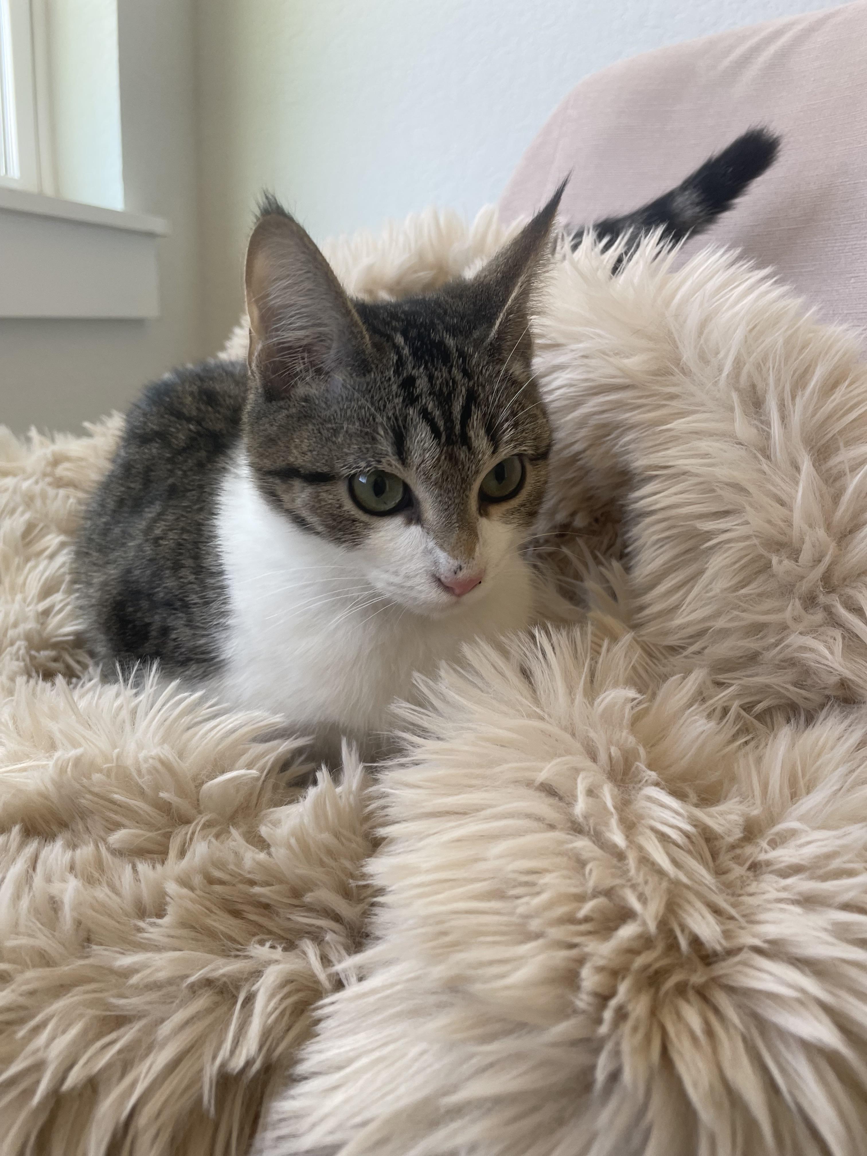 Enlarge Beau , an adopted Domestic Short Hair in Nashville, TN image 2/4