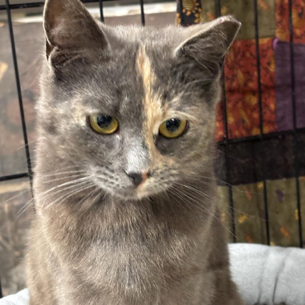 Blossom, Adoptable, Young Female Domestic Short Hair.
