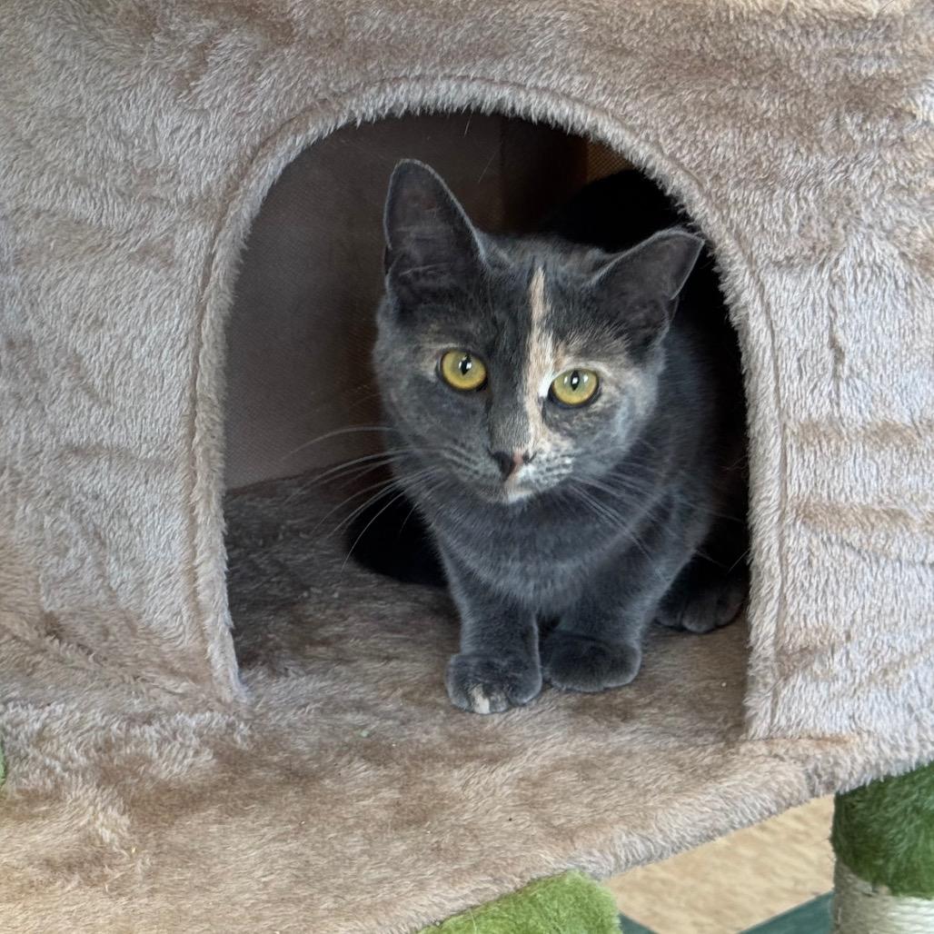 Blossom, a Adoptable Domestic Short Hair in Easton, PA image 2/6