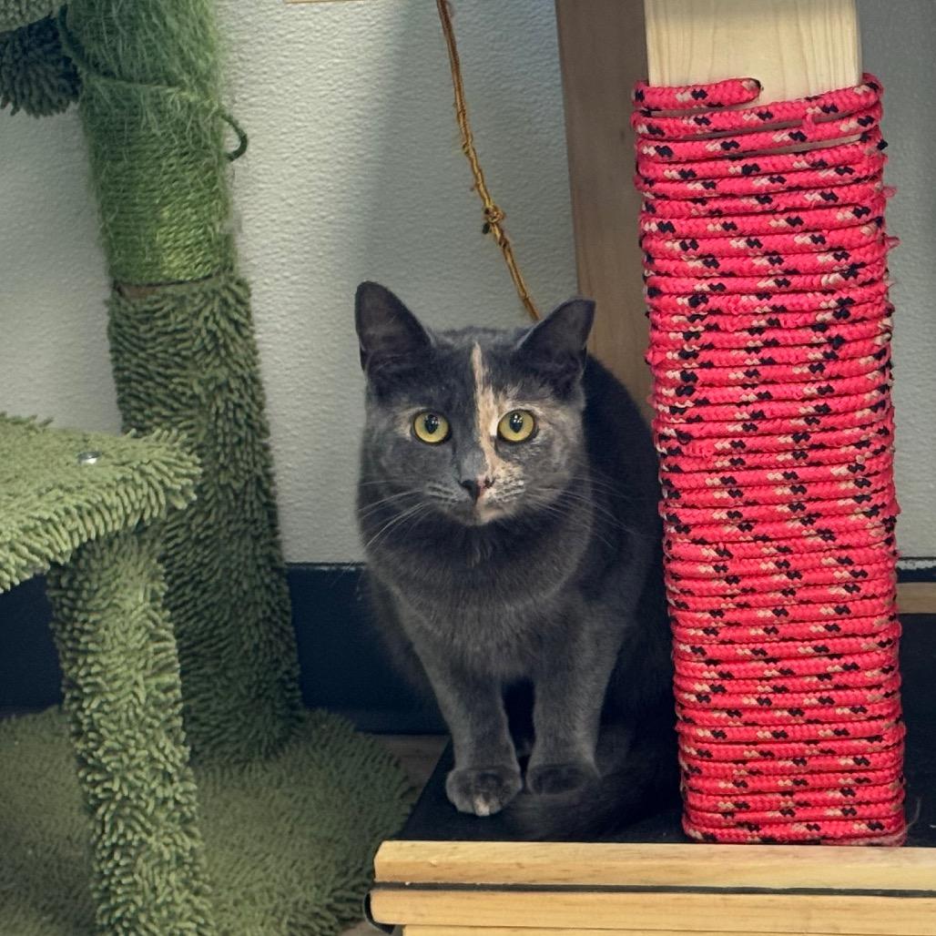 Blossom, a Adoptable Domestic Short Hair in Easton, PA image 4/6