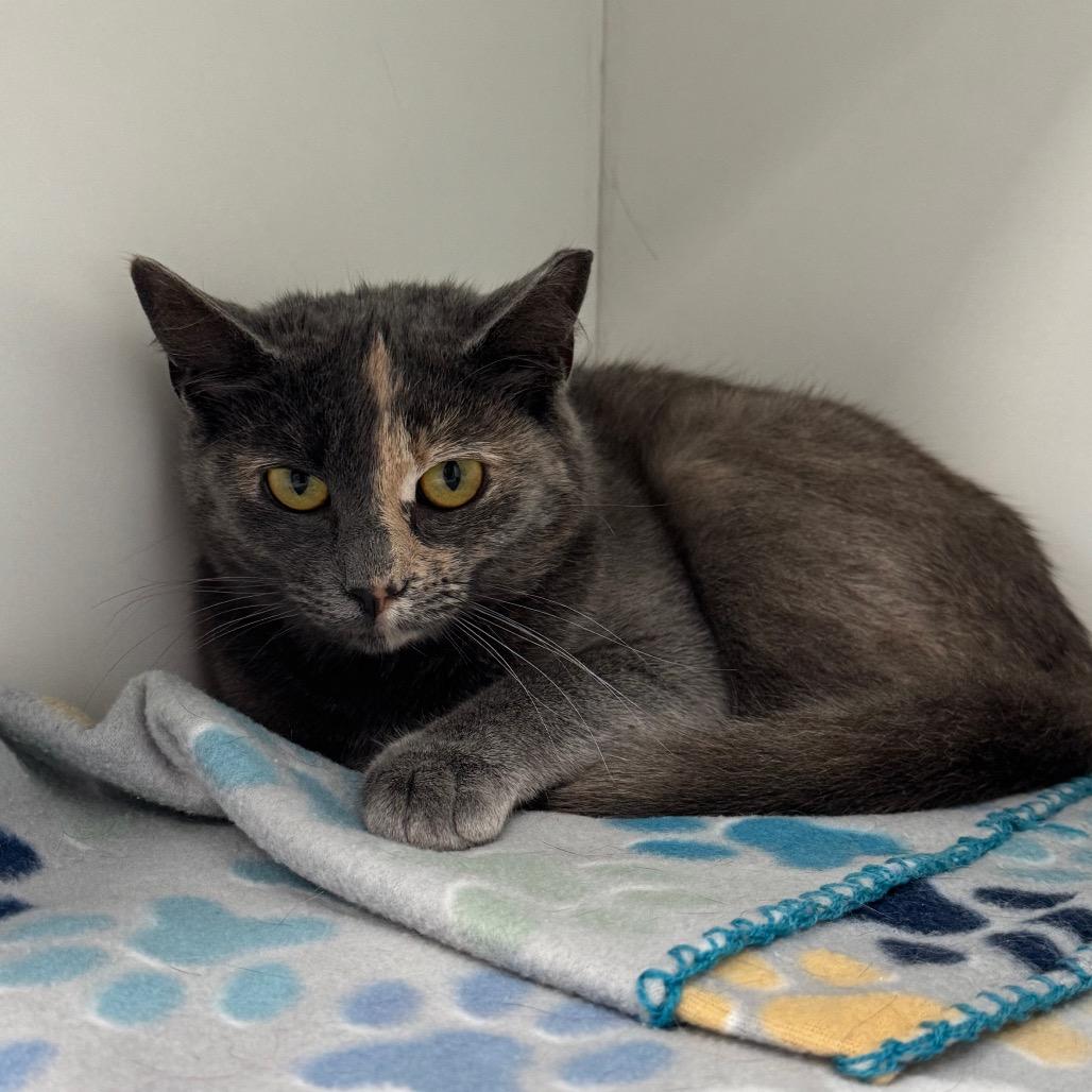 Blossom, a Adoptable Domestic Short Hair in Easton, PA image 5/6