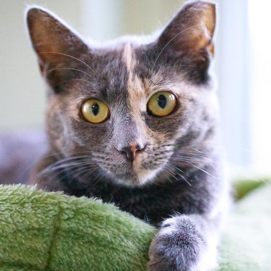 Blossom, a Adoptable Domestic Short Hair in Easton, PA image 6/6
