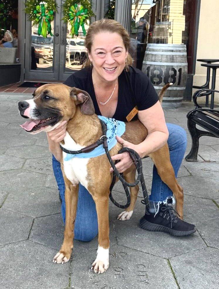Enlarge Dinosaur, a Adoptable Boxer in Carrollton, GA image 1/3