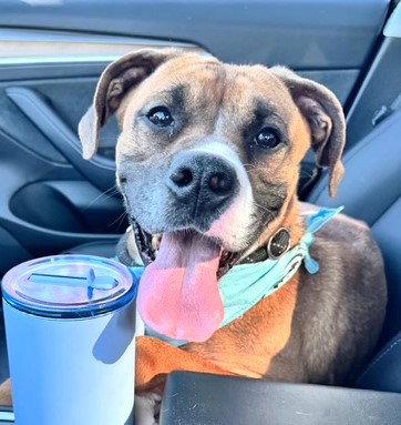 Enlarge Dinosaur, a Adoptable Boxer in Carrollton, GA image 2/3