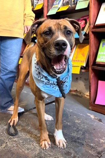 Enlarge Dinosaur, a Adoptable Boxer in Carrollton, GA image 3/3