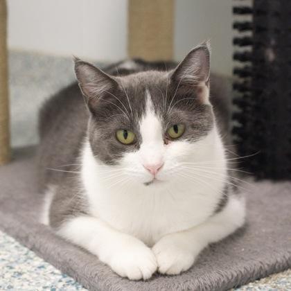 Kenzie, Adoptable, Adult Female Domestic Short Hair & Domestic Short Hair.