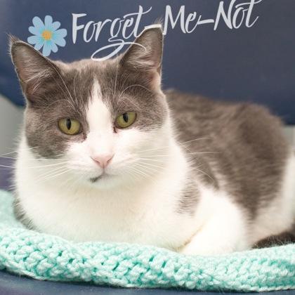 Enlarge Kenzie, a Adoptable mixed breed in Verona, WI image 1/3