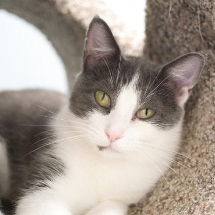 Enlarge Kenzie, a Adoptable mixed breed in Verona, WI image 2/3