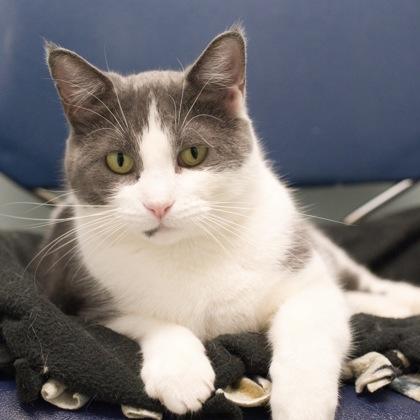 Enlarge Kenzie, a Adoptable mixed breed in Verona, WI image 3/3