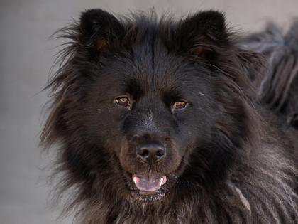 Sako, a Adoptable mixed breed in Longmont, CO image 1/2