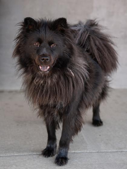 Sako, a Adoptable mixed breed in Longmont, CO image 2/2