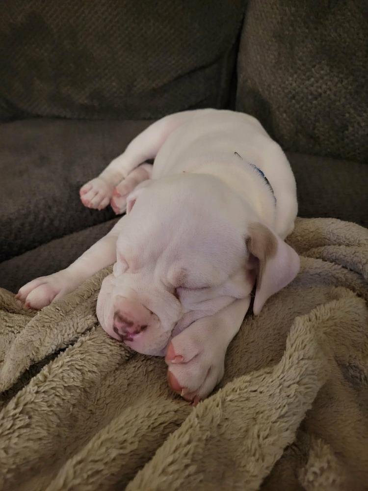 Enlarge Hopkins, a ADOPTABLE mixed breed in China Township, MI image 6/6