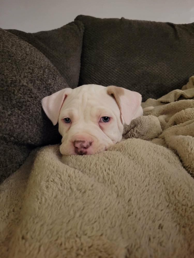 Enlarge Hopkins, a ADOPTABLE mixed breed in China Township, MI image 4/6