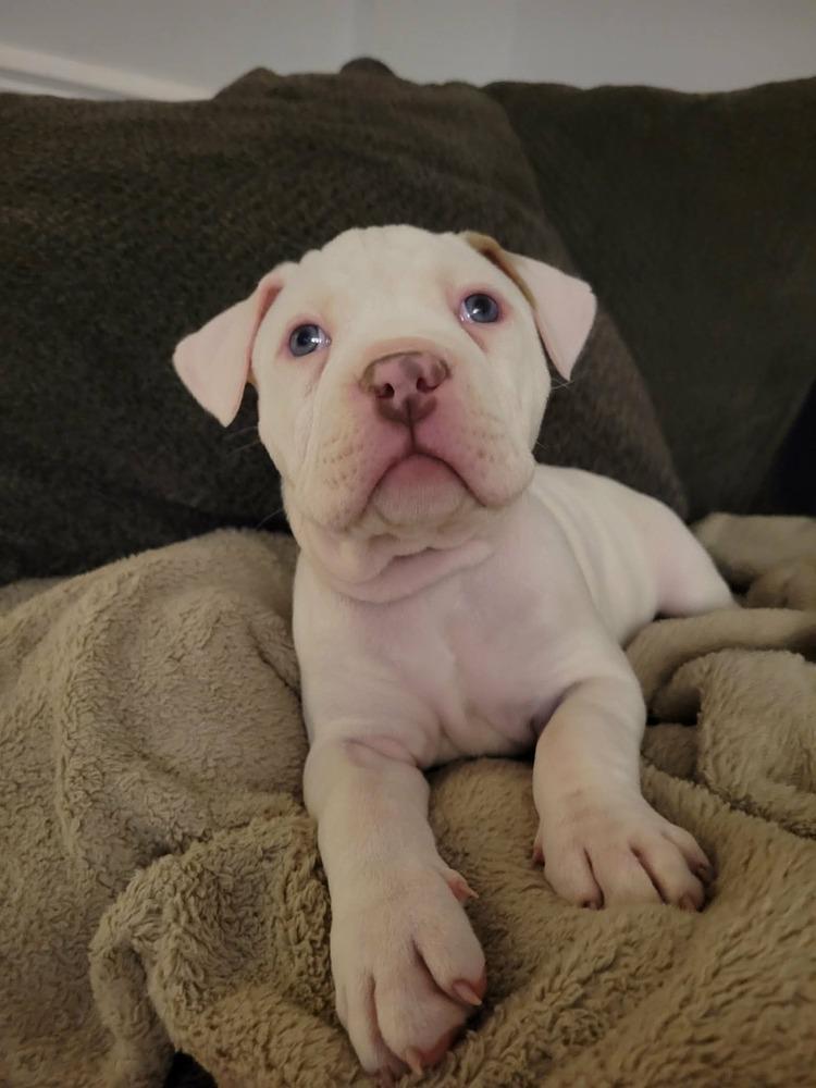 Enlarge Hopkins, a ADOPTABLE mixed breed in China Township, MI image 1/6