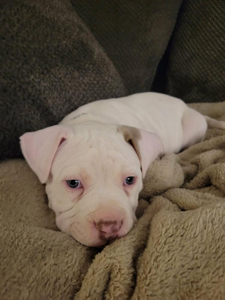 Enlarge Hopkins, a ADOPTABLE mixed breed in China Township, MI image 3/6