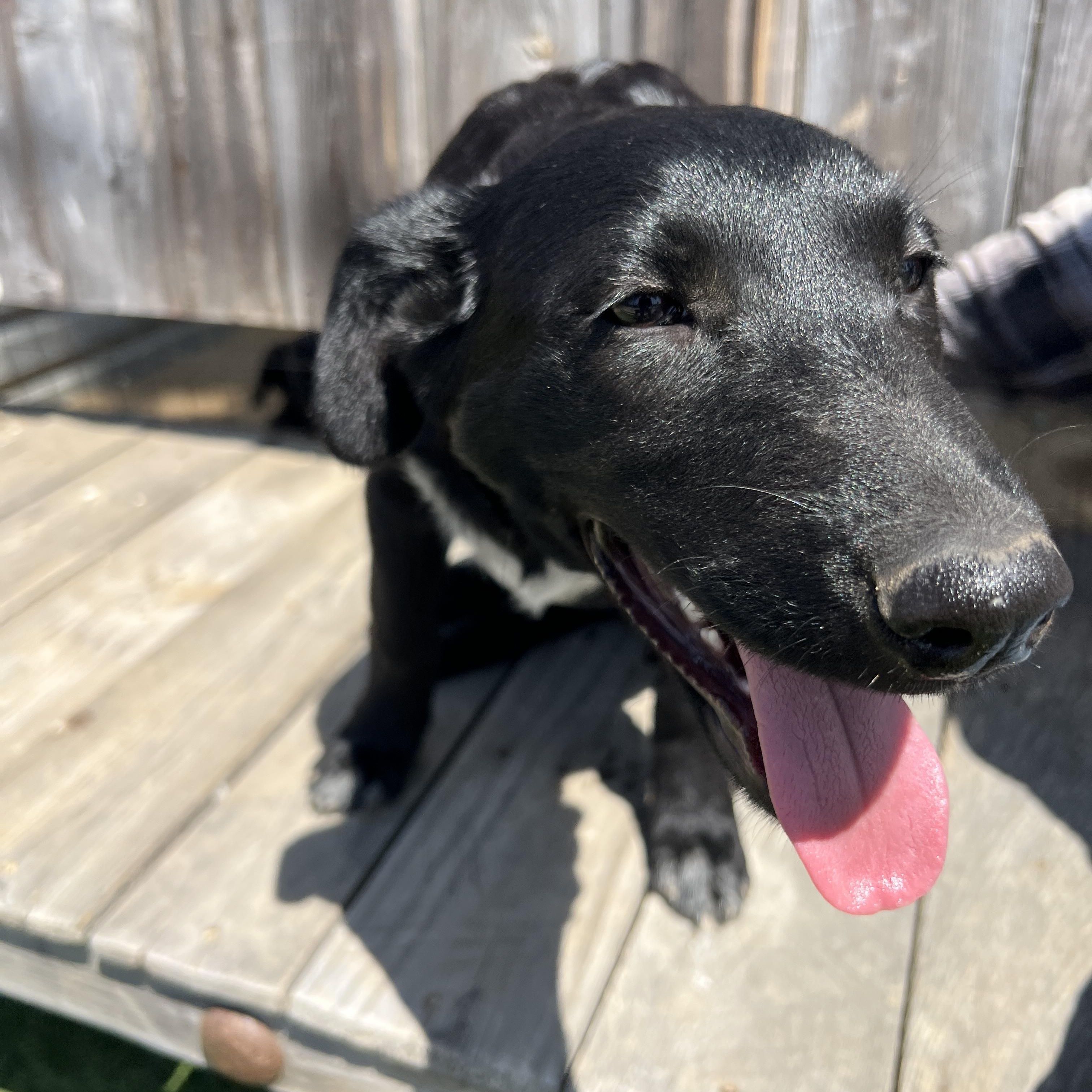 Enlarge Rosie Kate, a Adoptable mixed breed in Escondido, CA image 4/4